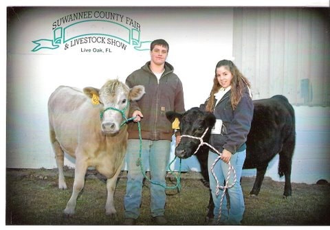 Yearling grass fed heifers at the 2009 livestock show
