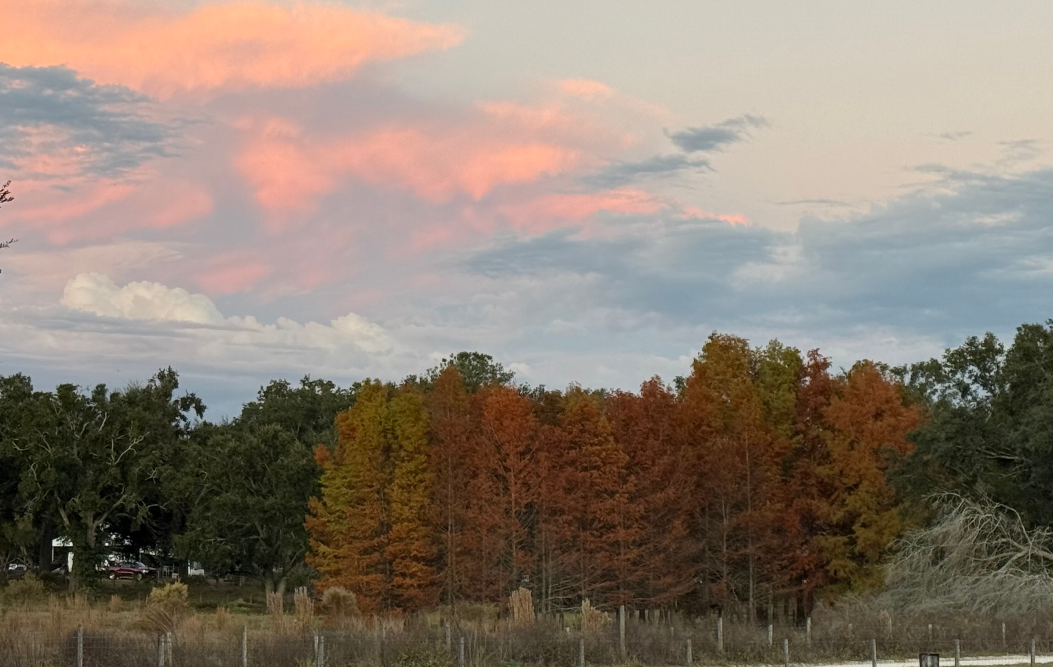 Autumn trees in orange and red under a pink and blue evening sky