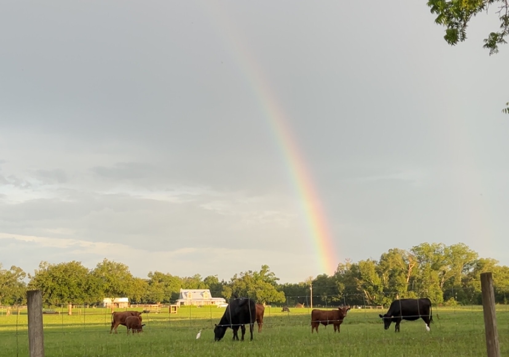 Cattle grazing in green pasture with a full rainbow arching overhead