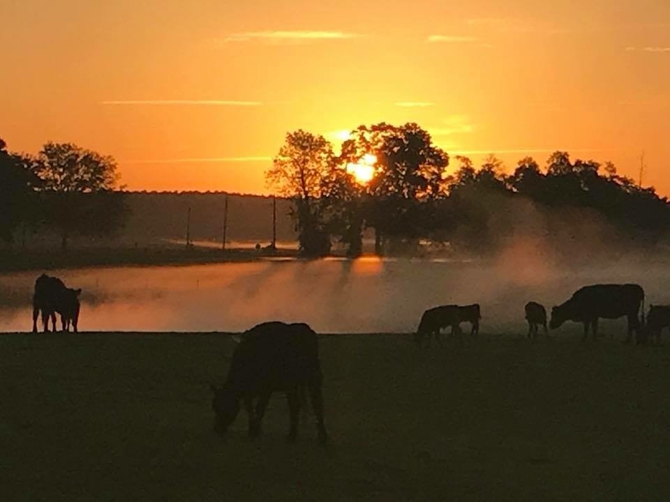 Cattle grazing at sunrise with golden light and morning mist over the pond