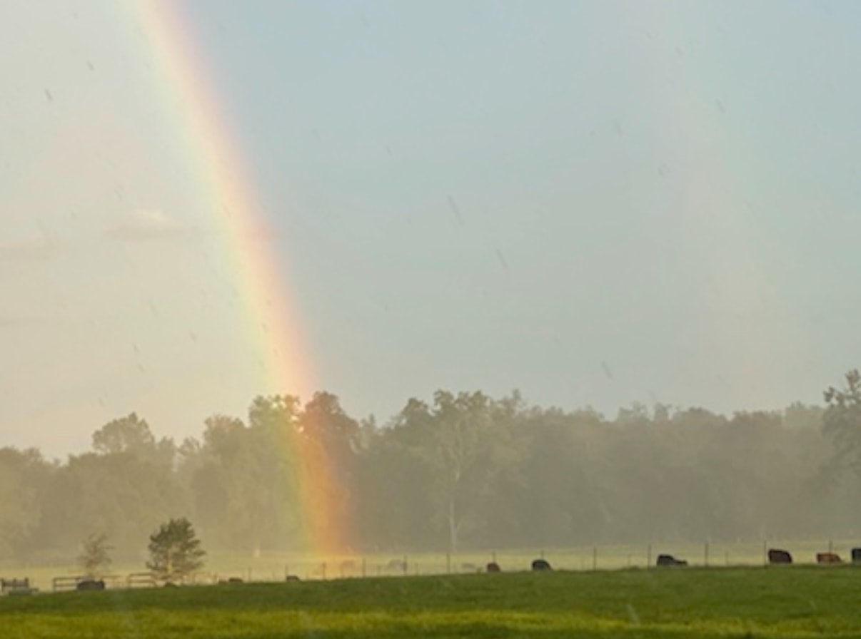 Rainbow over the pasture with cattle grazing in the rain