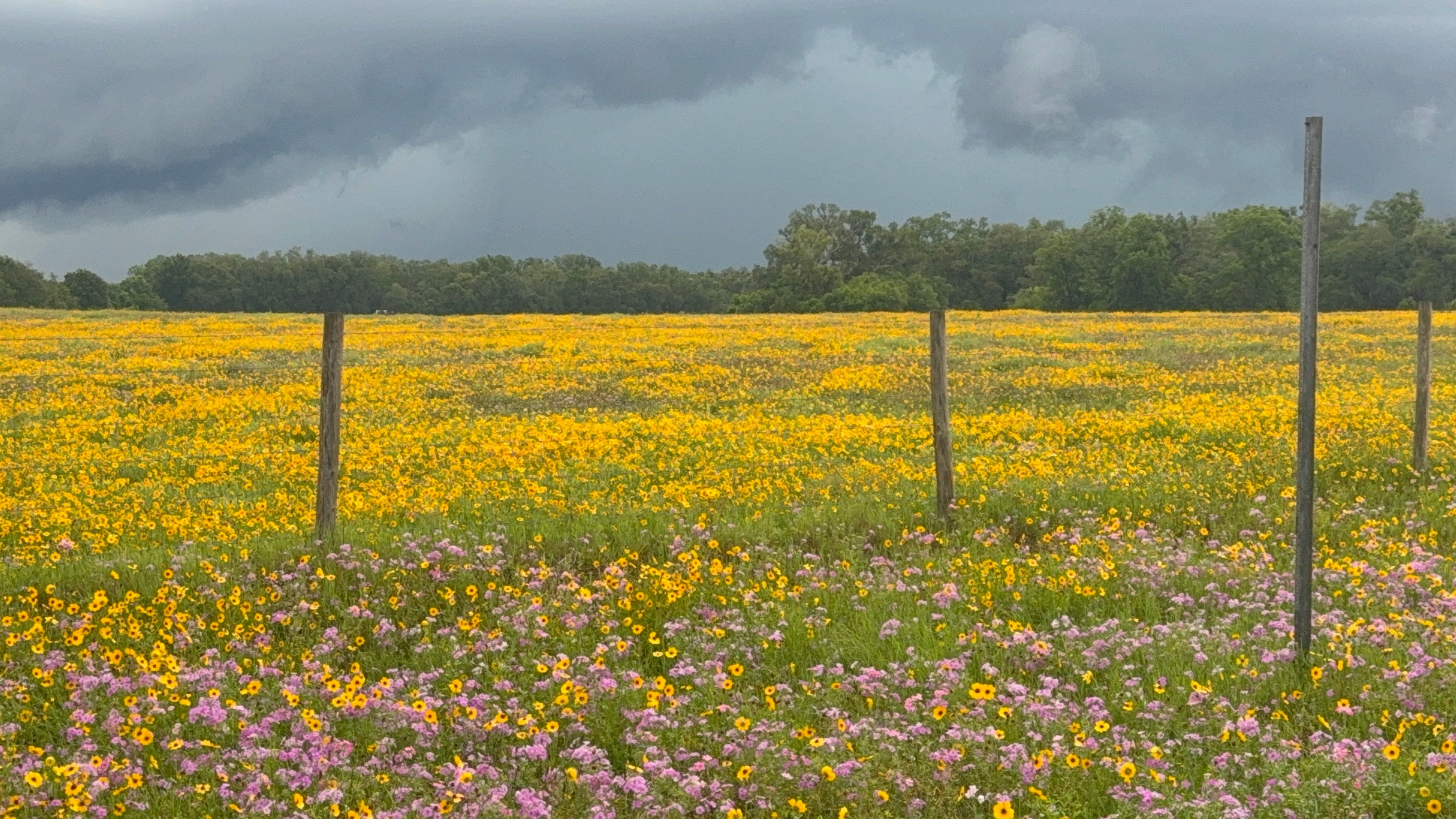 Yellow and pink wildflower field under stormy sky with fence posts