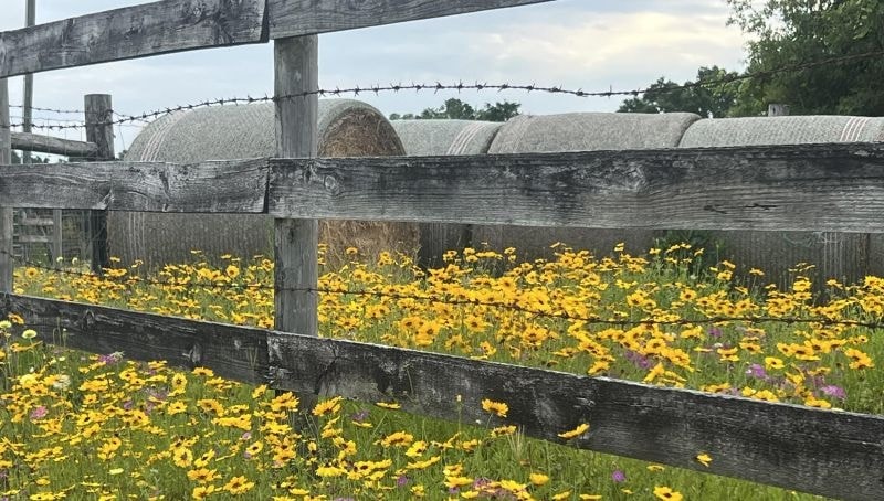 Yellow wildflowers along a rustic wooden farm fence