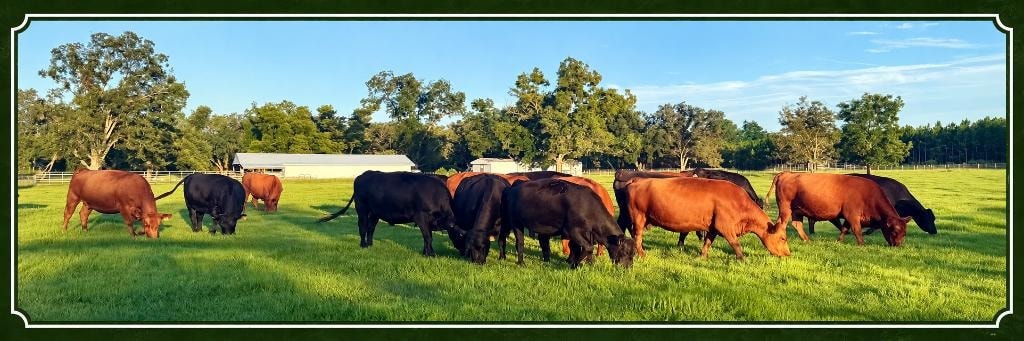 Red and black Angus cattle grazing green pasture at Sampson Family Farm