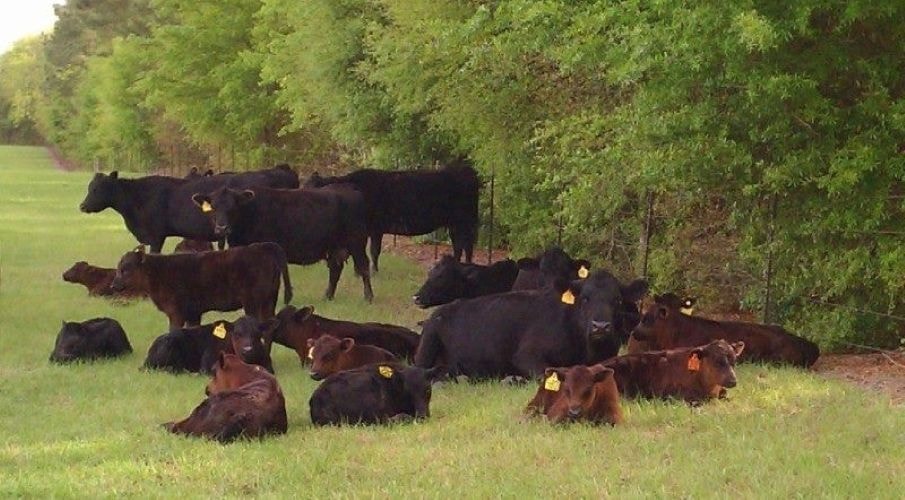 Black Angus cattle resting in green pasture