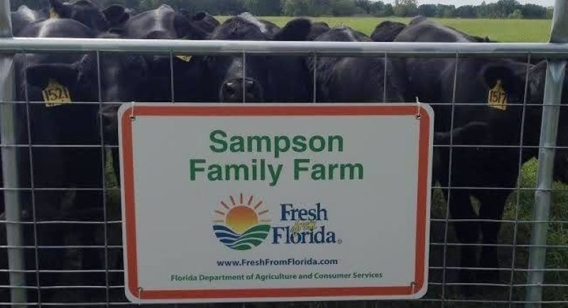 Sampson Family Farm Fresh From Florida sign with cattle
