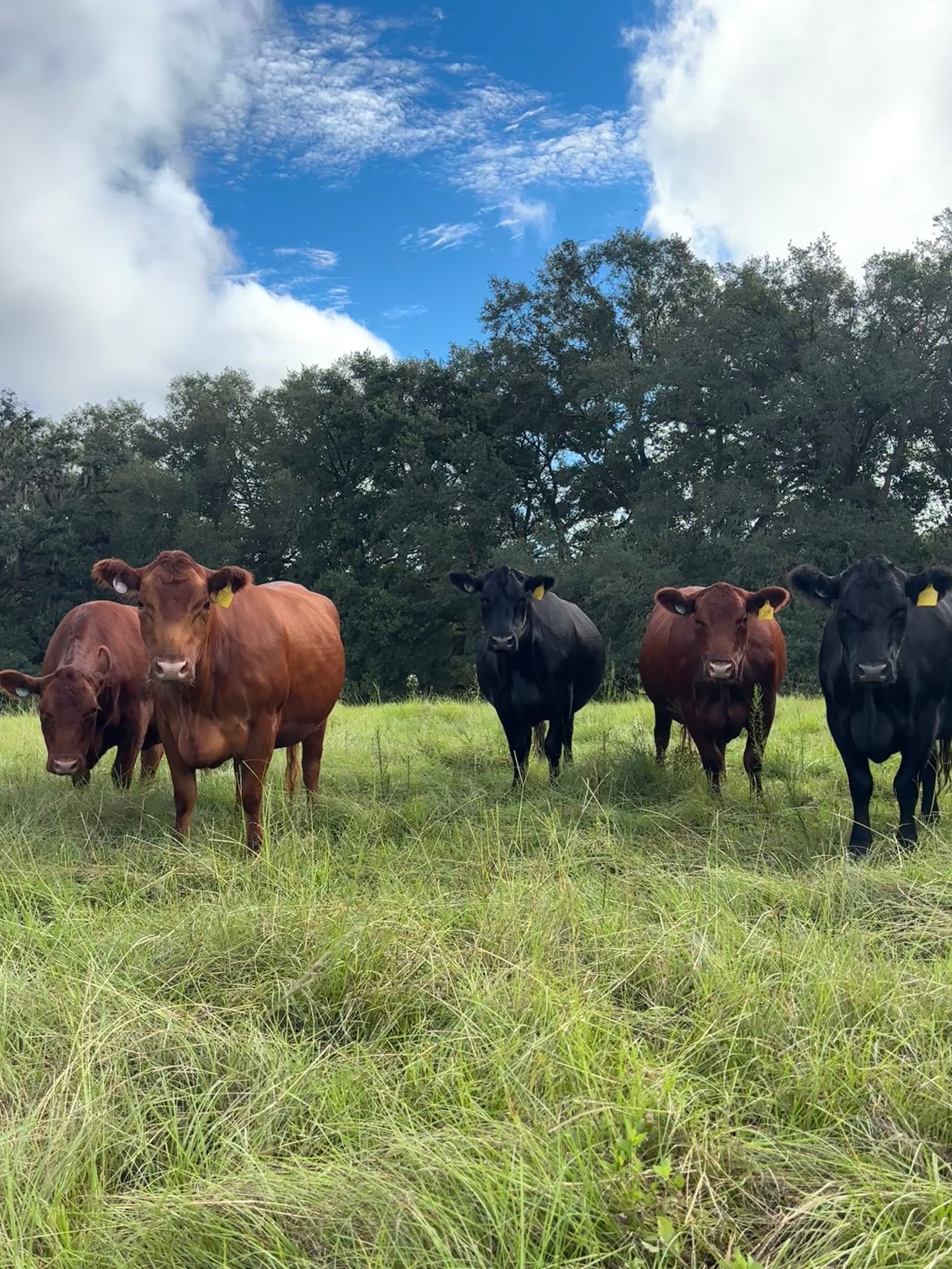 Red and black cattle herd in lush green pasture