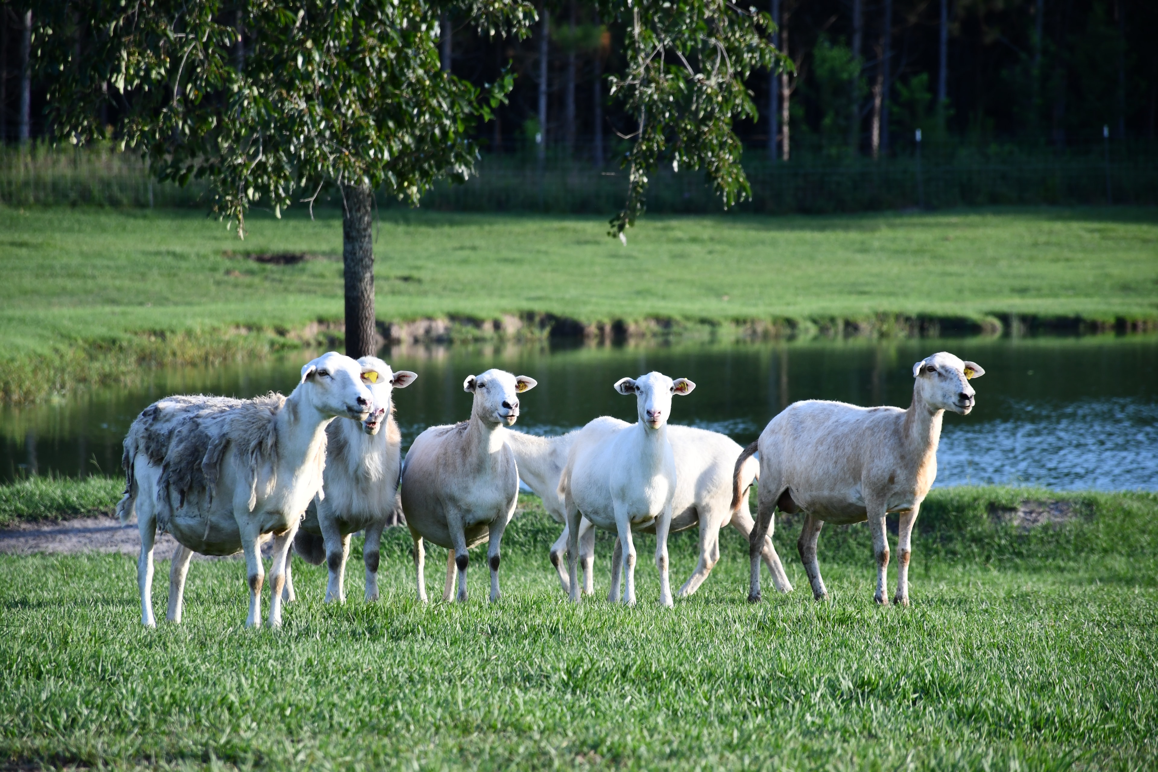 White sheep grazing by pond on Sampson Family Farm
