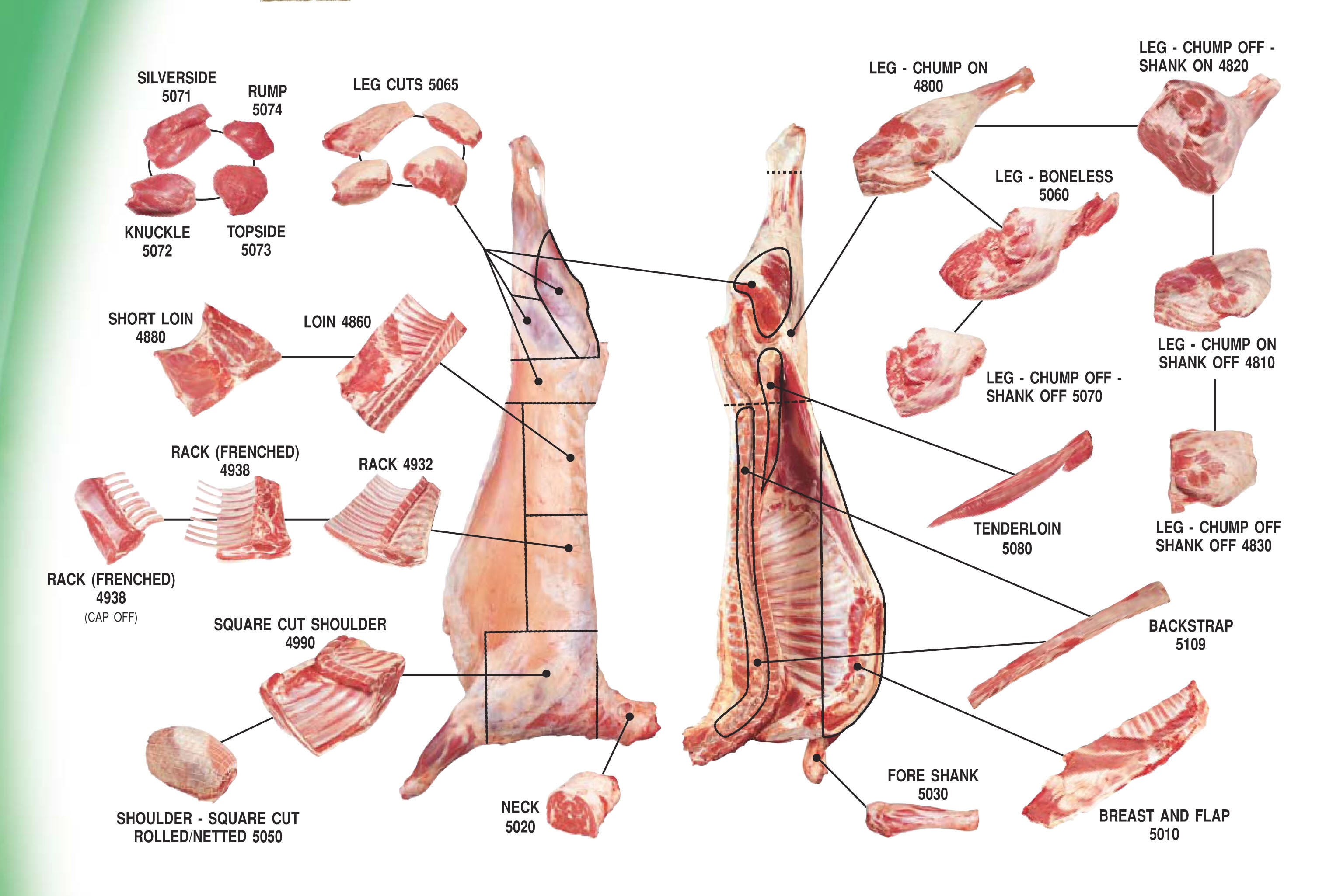 Lamb cuts chart