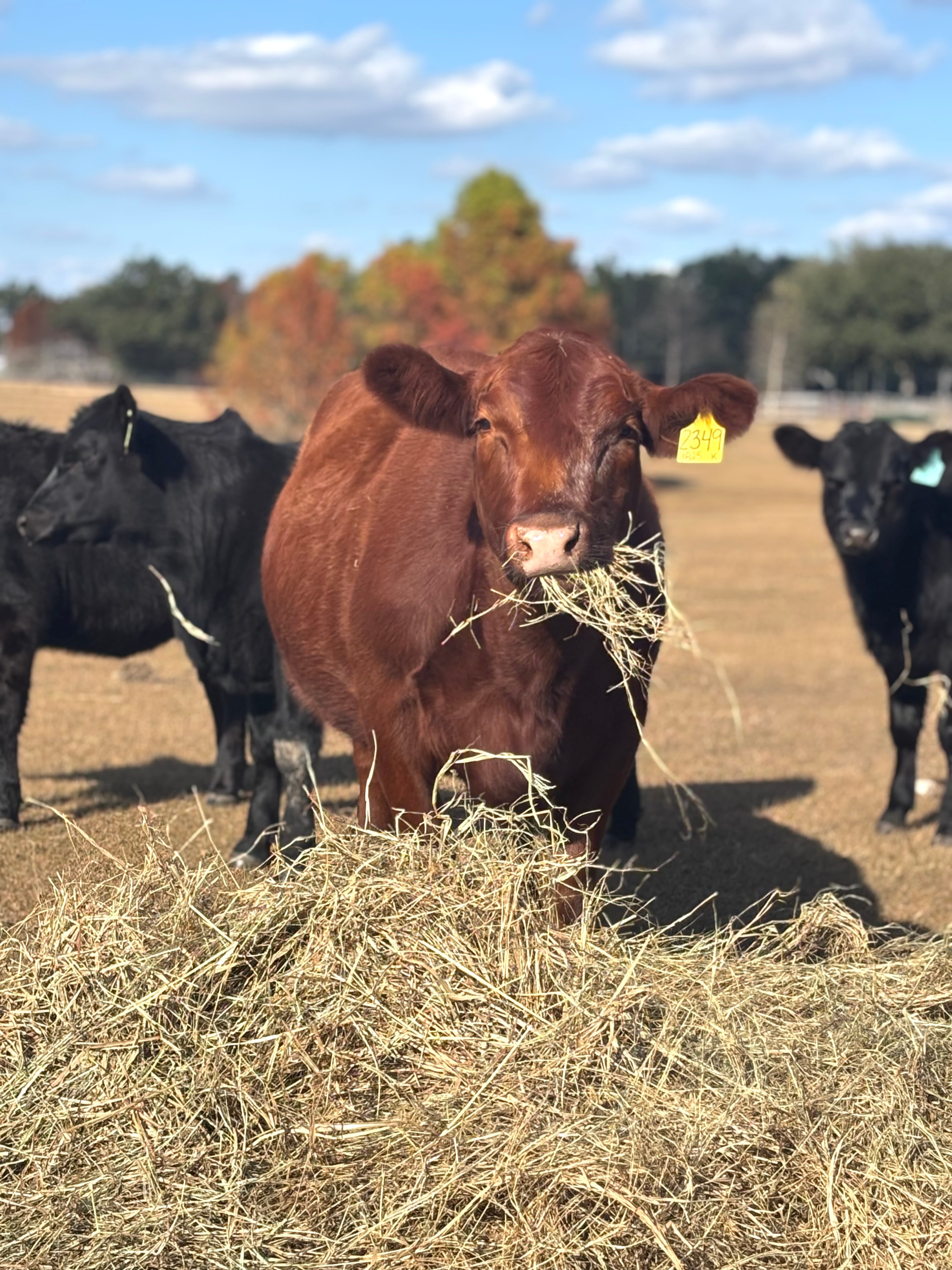 Red cow eating hay with black cattle in background
