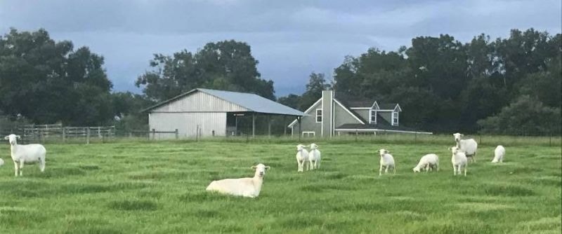 White sheep grazing in pasture with farm house behind