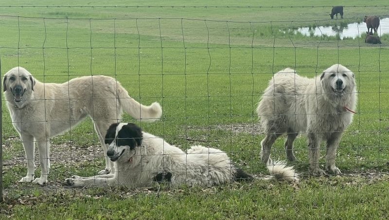 Three livestock guardian dogs in the pasture with cattle behind