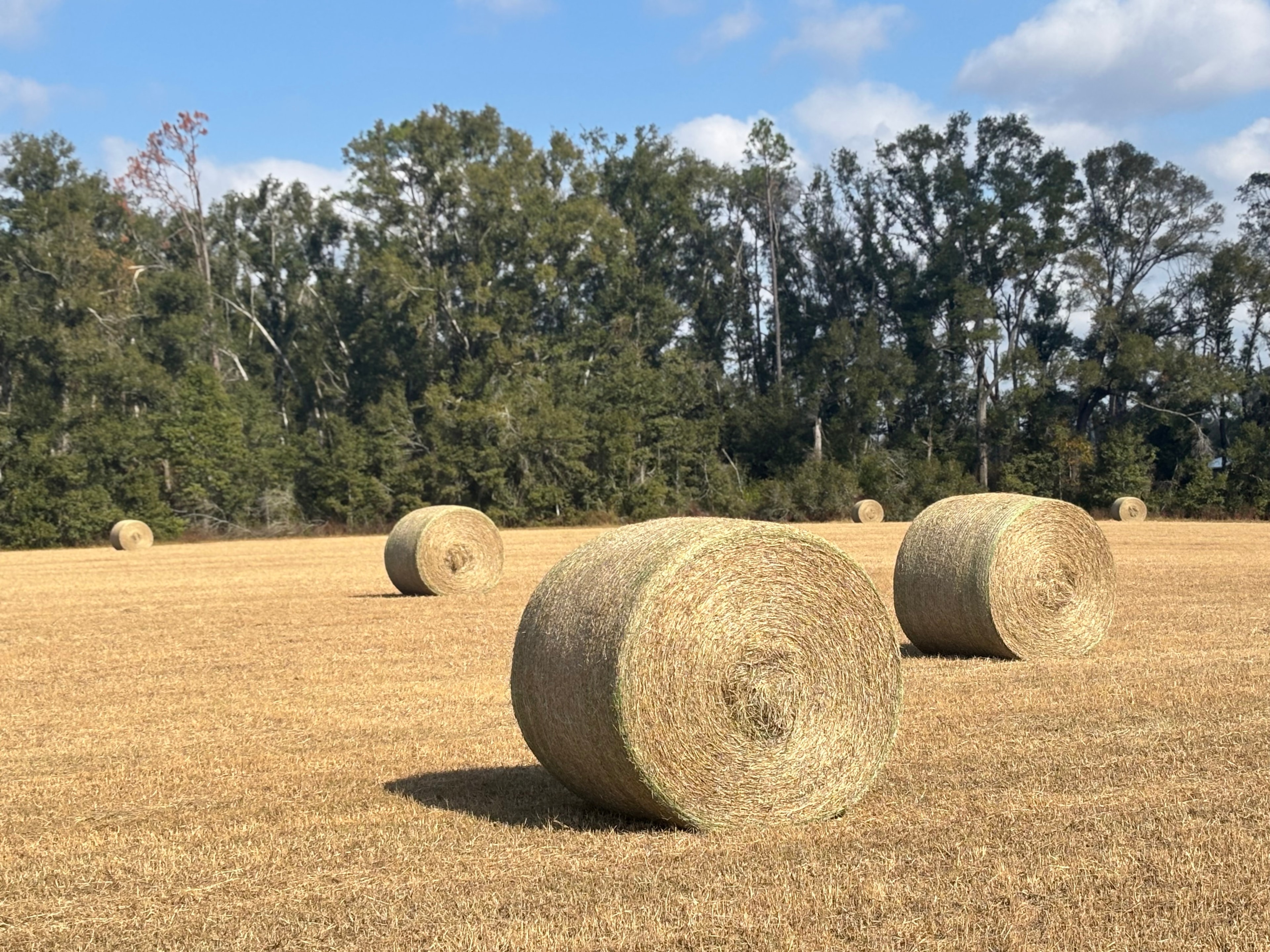 Round hay bales scattered across harvested field