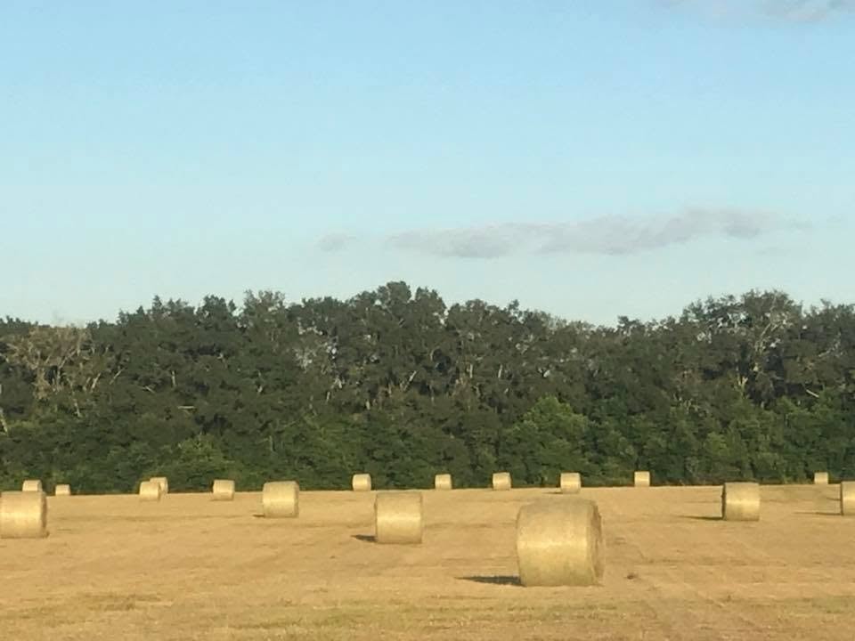 Wide view of hay bales across golden field at dusk