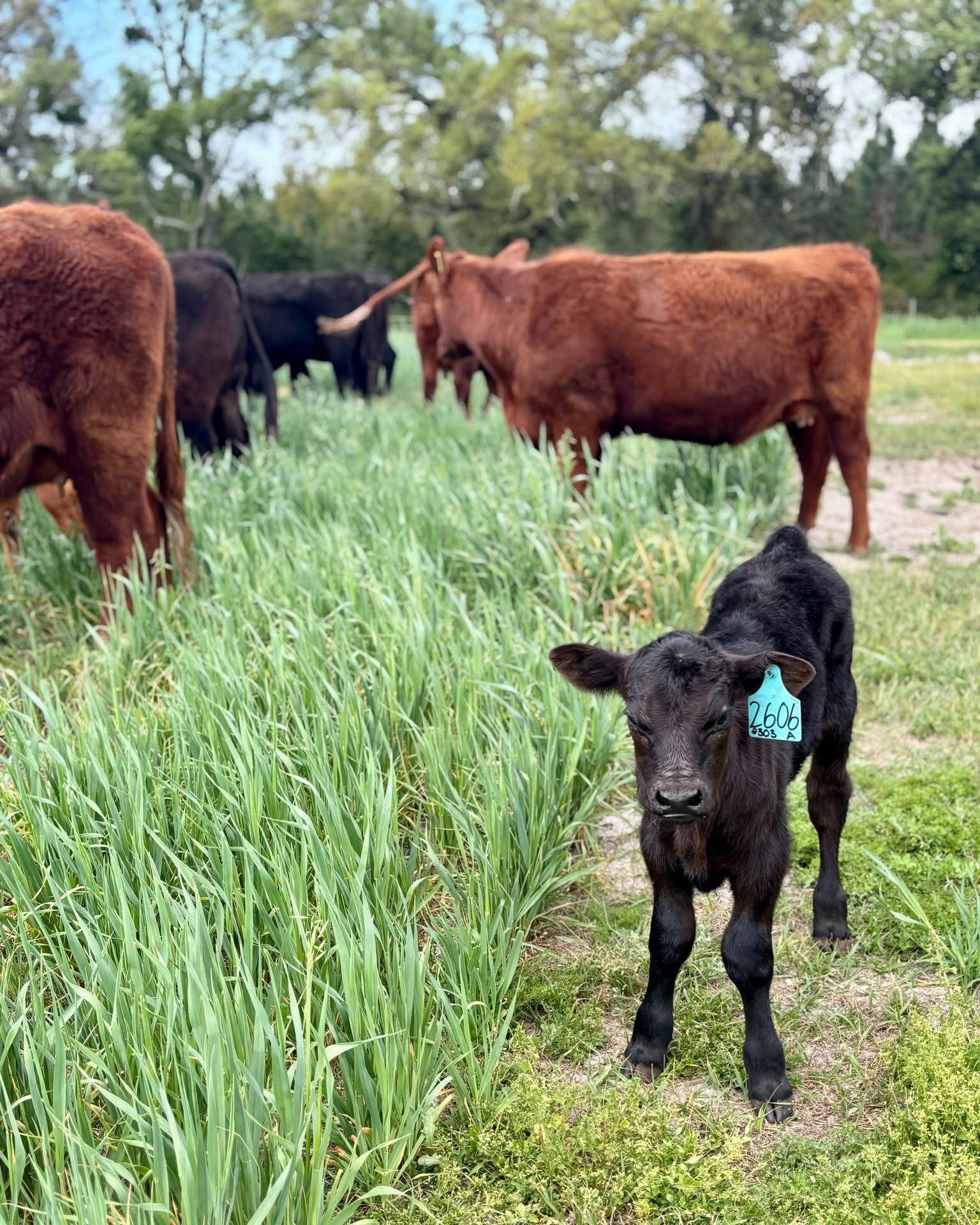 Newborn black Angus calf with teal ear tag standing in tall grass with herd behind