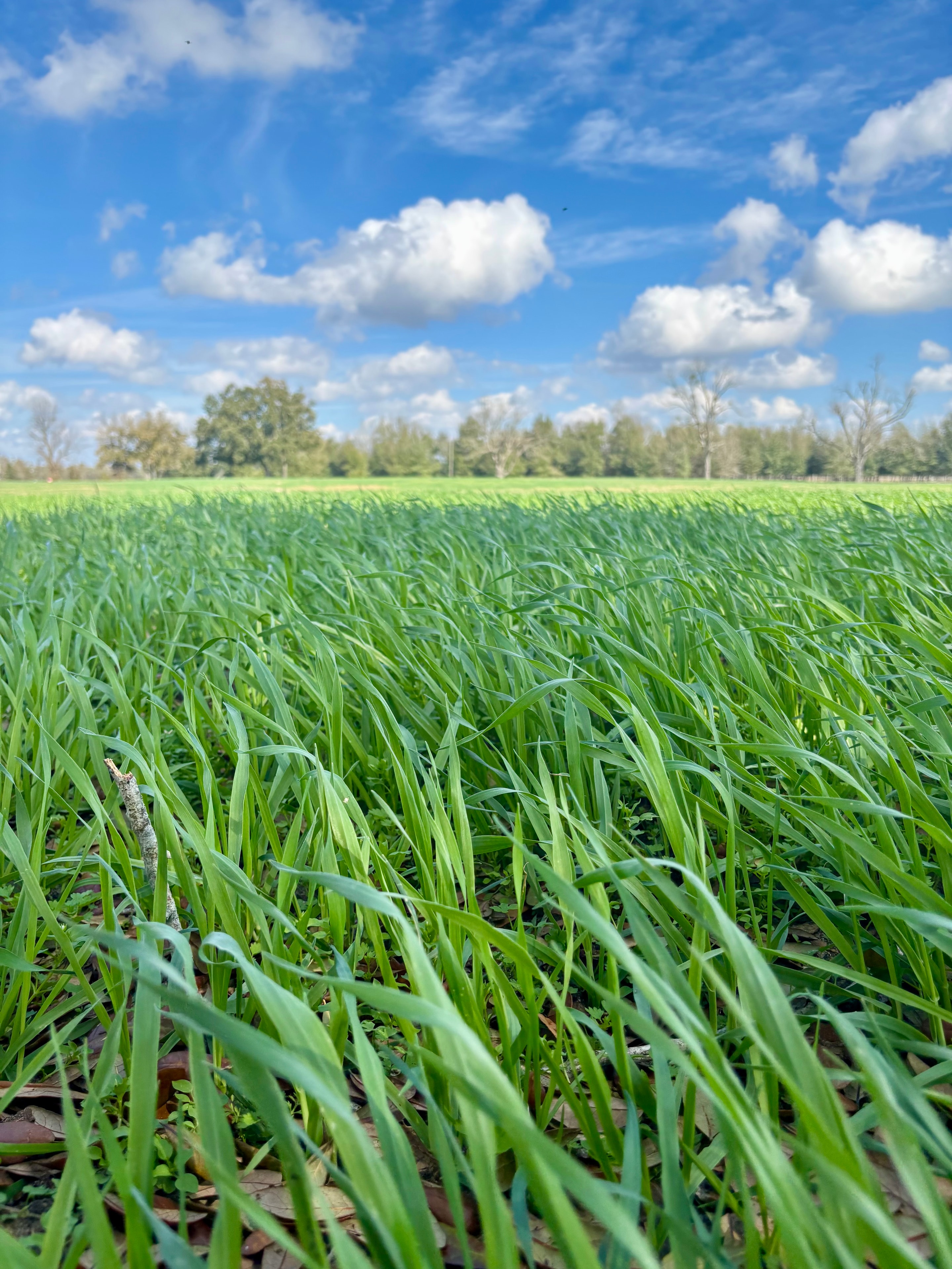 Lush green spring grass field under blue sky with clouds