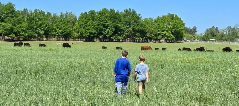 Children running through the pasture with cattle