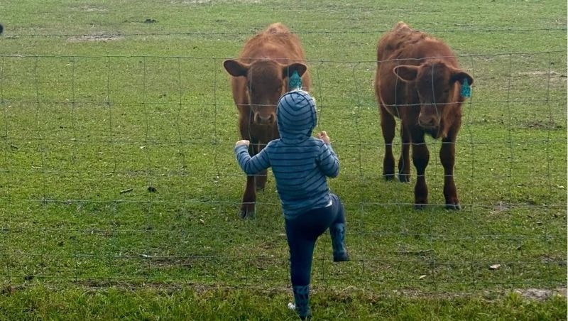 Wes running toward the cows in the pasture